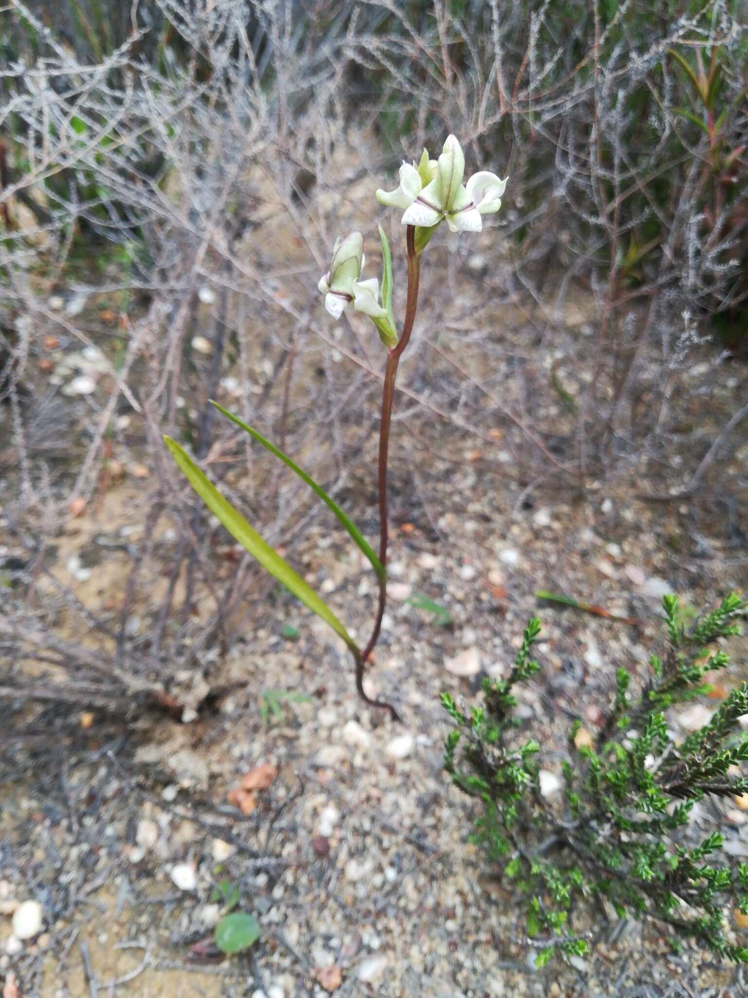 Disperis circumflexa subsp. aemula (Schltr.) J. C. Manning resmi