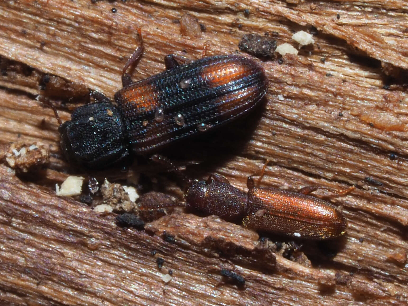 Image of Beetle