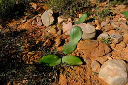 صورة Haemanthus amarylloides subsp. amarylloides