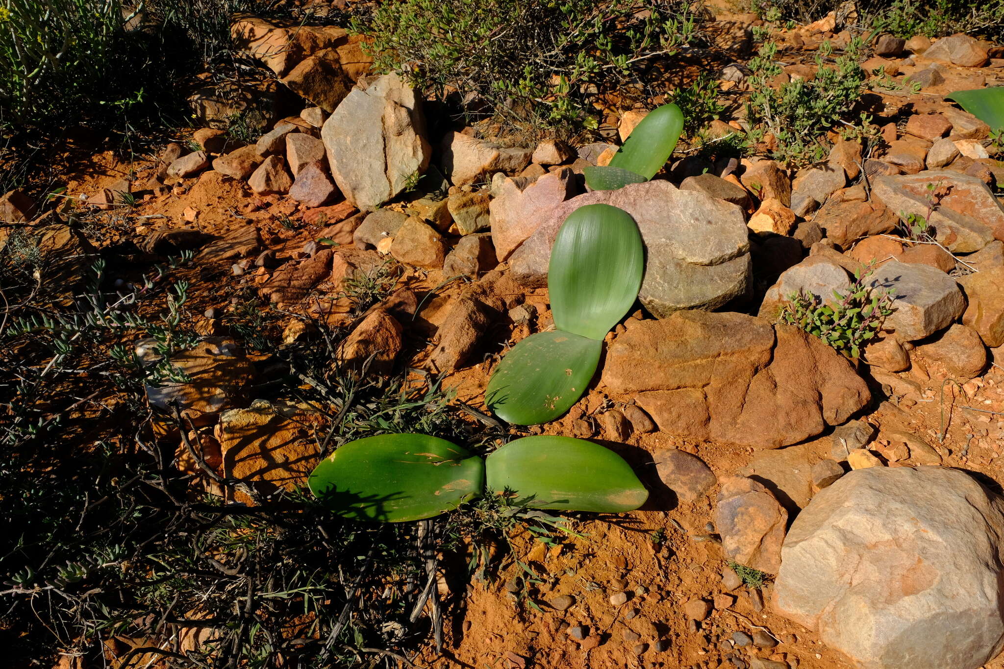 صورة Haemanthus amarylloides subsp. amarylloides