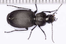 Image of Licinus (Licinus) aequatus Audinet-Serville 1821