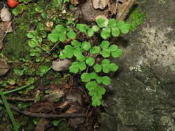 Adiantum chilense Kaulf.的圖片