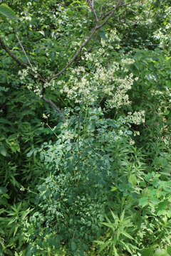 Image de Thalictrum revolutum DC.