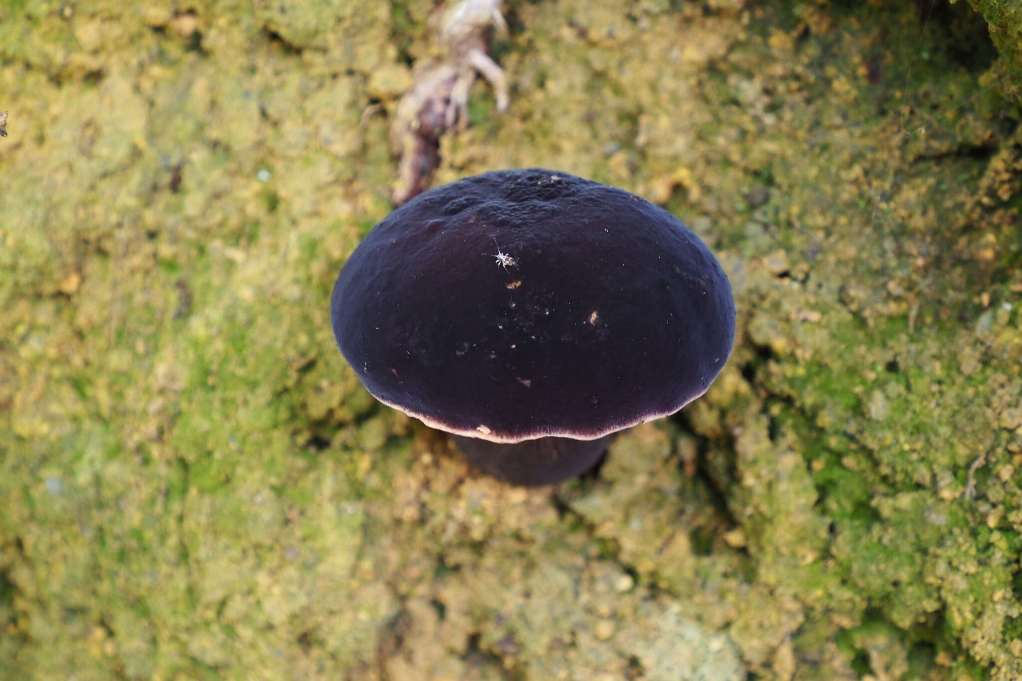 Image of Tylopilus atroviolaceobrunneus Y. C. Li & Zhu L. Yang 2016