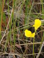 Plancia ëd Utricularia cornuta Michx.