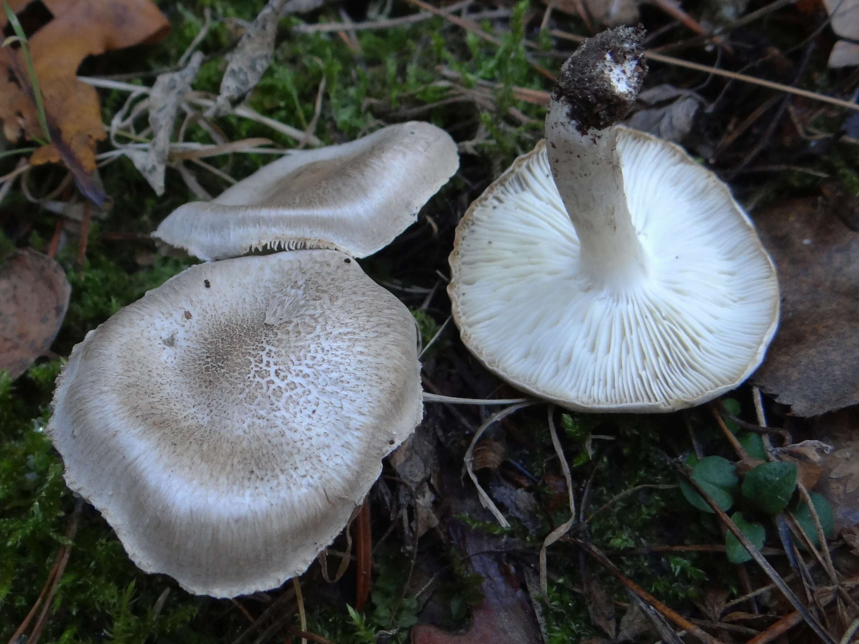 Image of Tricholoma scalpturatum (Fr.) Quél. 1872