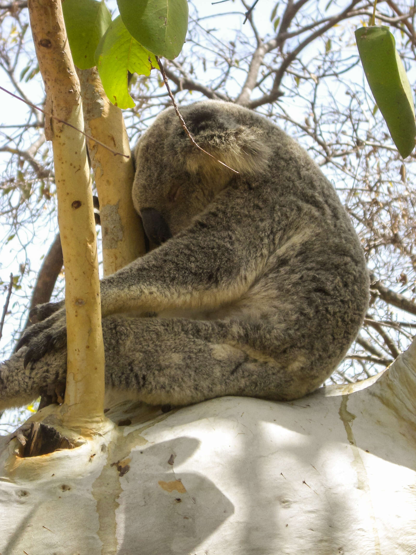 Image of koalas