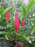 Image of red ginger