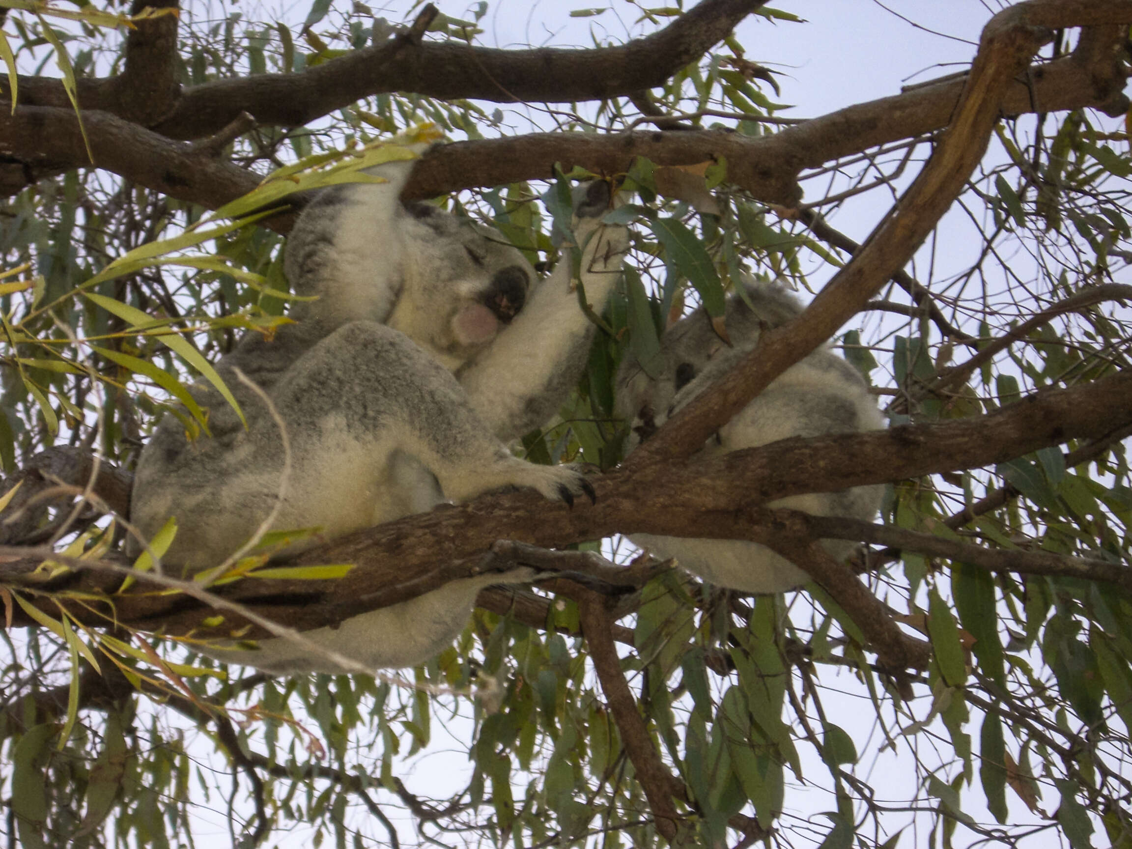 Image of koalas