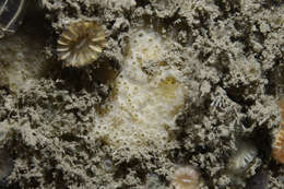Image of Crella (Pytheas) plana Picton & Goodwin 2007