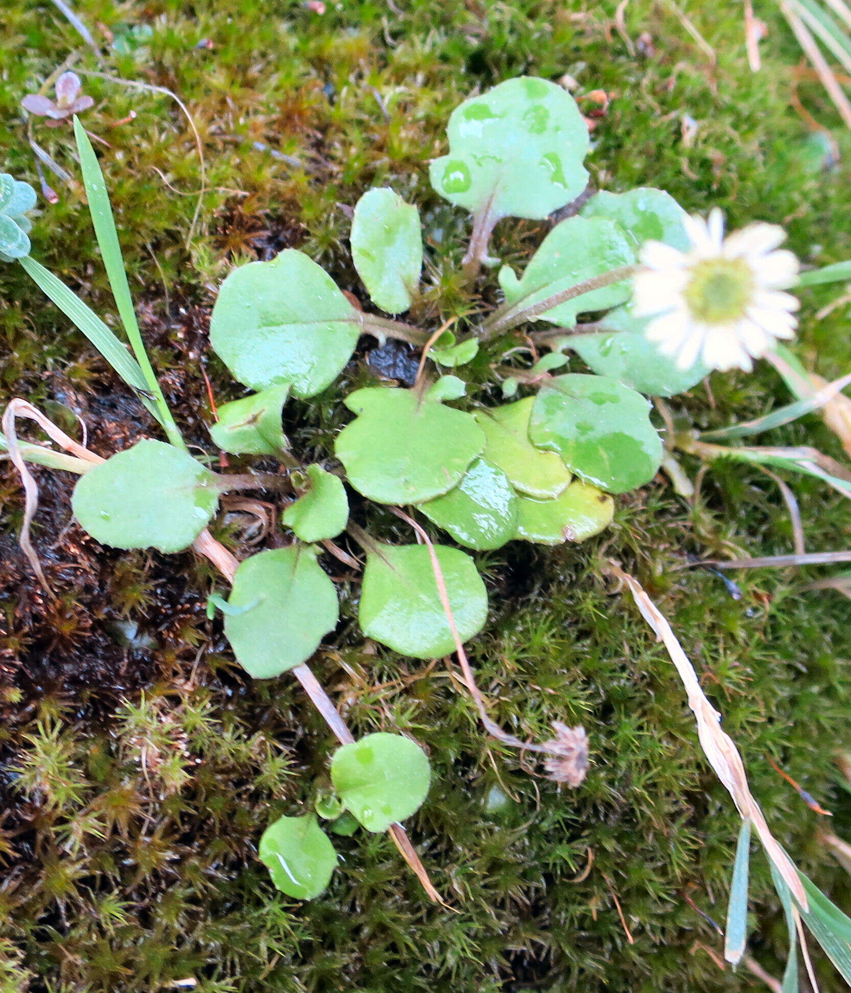 Image de Lagenophora pumila (Forst. fil.) Cheesem.