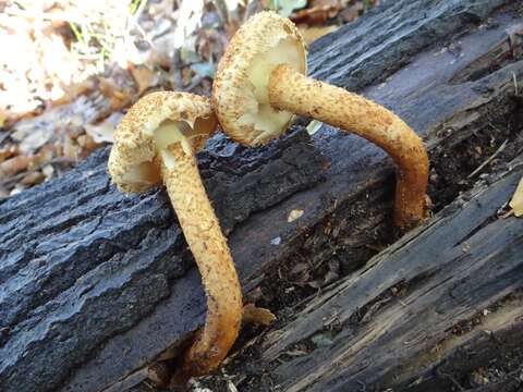 Pholiota squarrosa (Vahl) P. Kumm. 1871 resmi