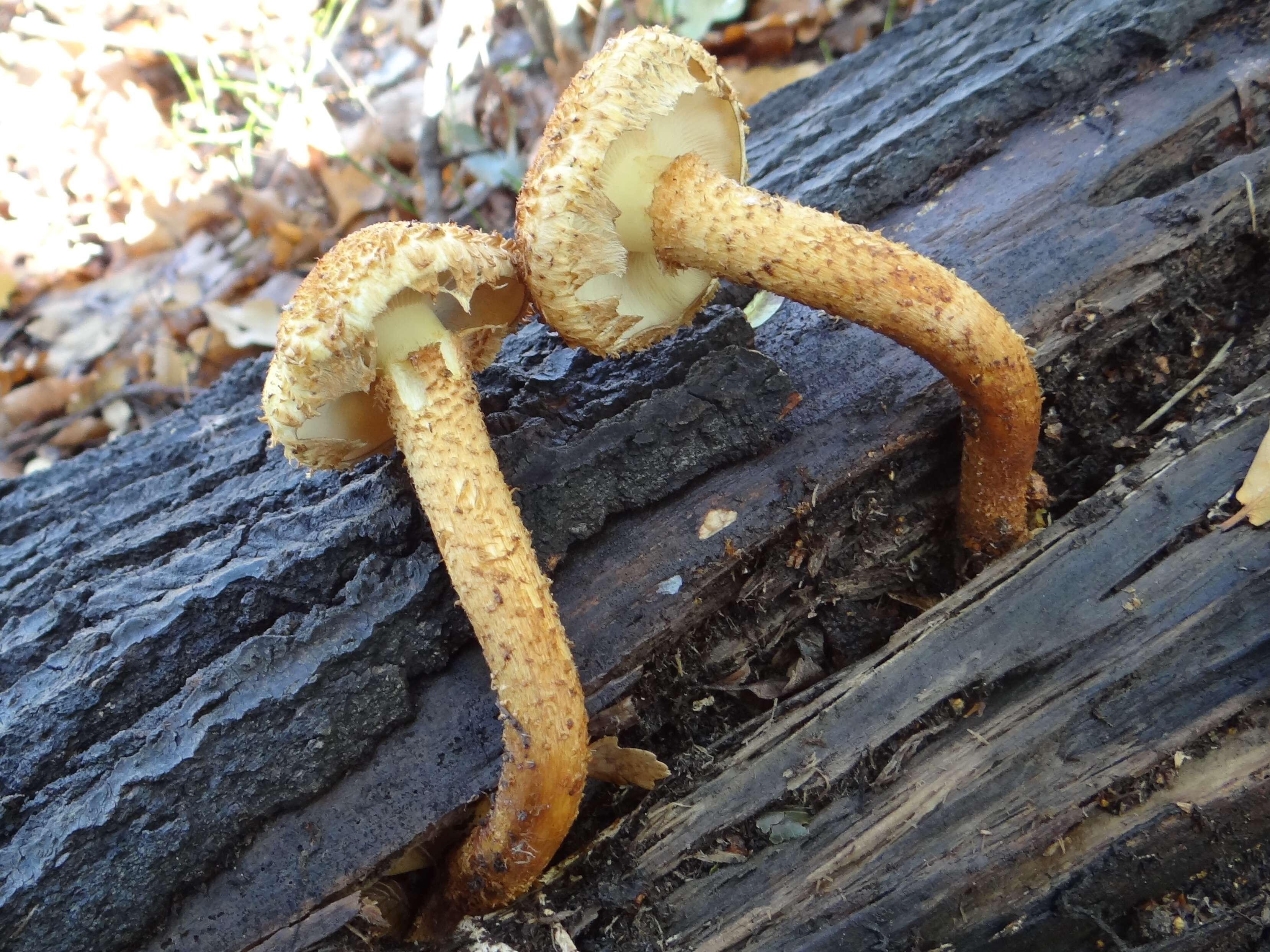 Pholiota squarrosa (Vahl) P. Kumm. 1871 resmi