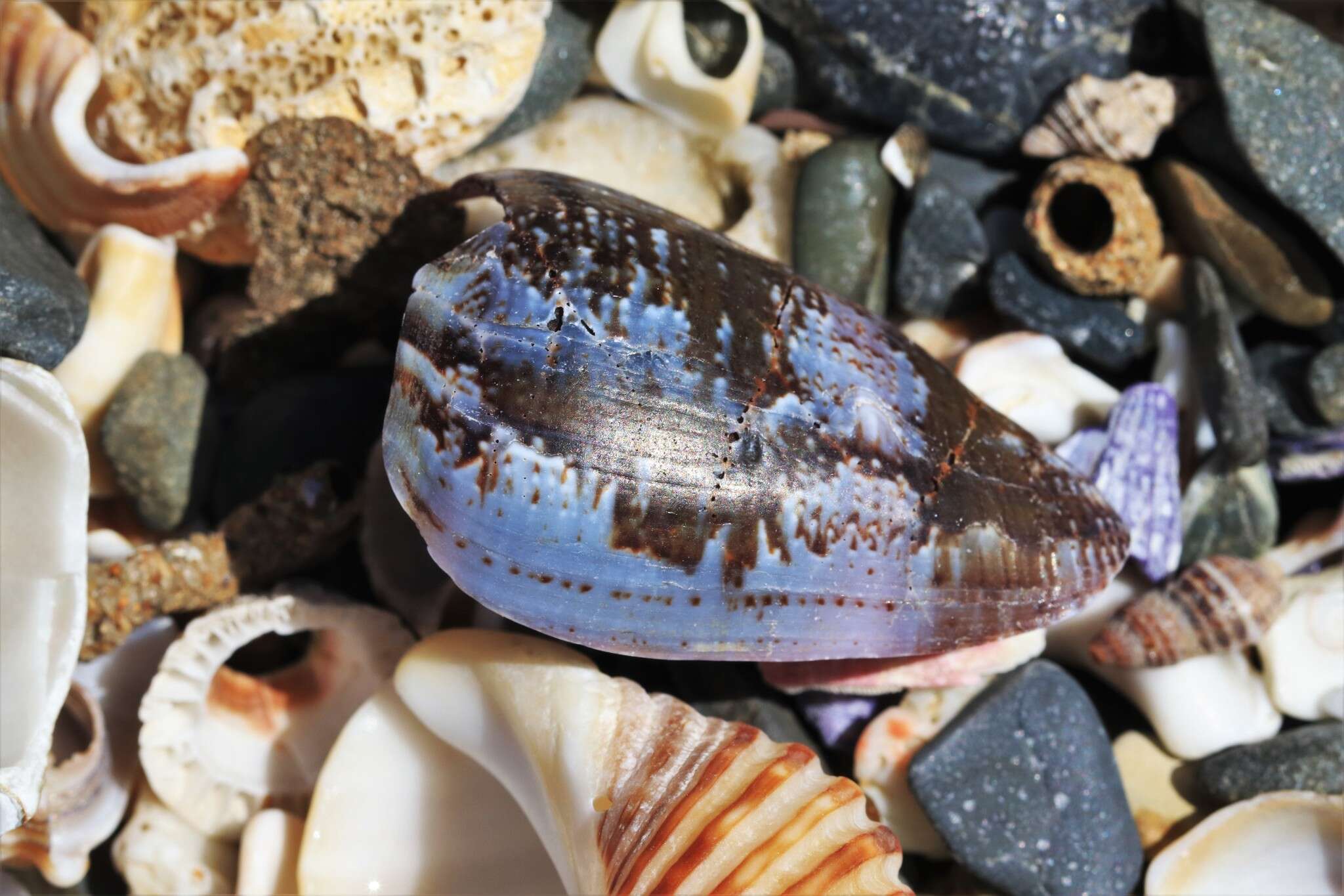 Conus papilliferus G. B. Sowerby I 1834的圖片