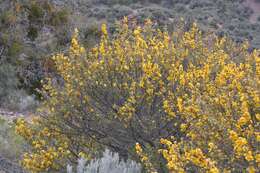 Sivun Fremontodendron californicum (Torr.) Coult. kuva