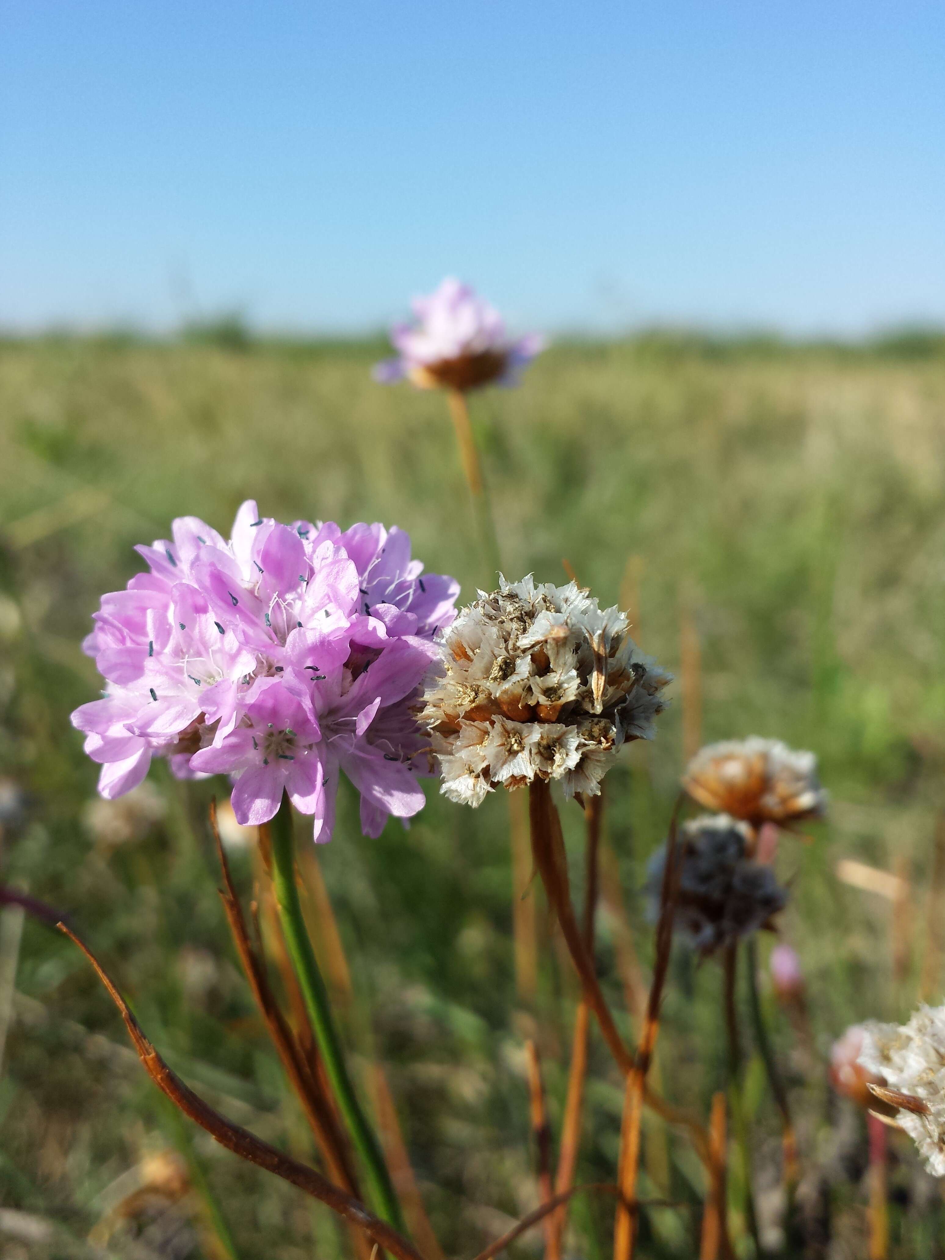 Image of thrift seapink