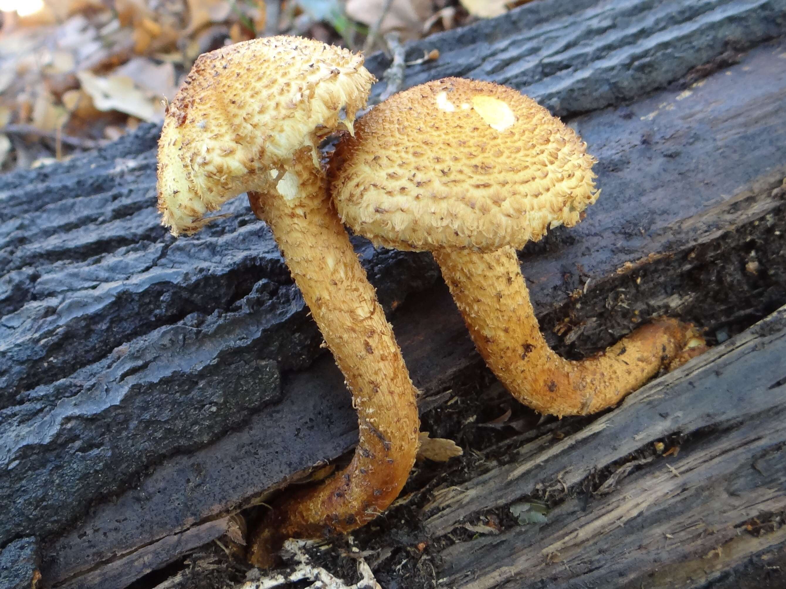 Pholiota squarrosa (Vahl) P. Kumm. 1871 resmi