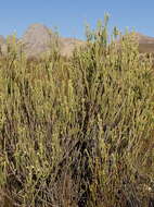 Image of Erica pectinifolia var. pectinifolia