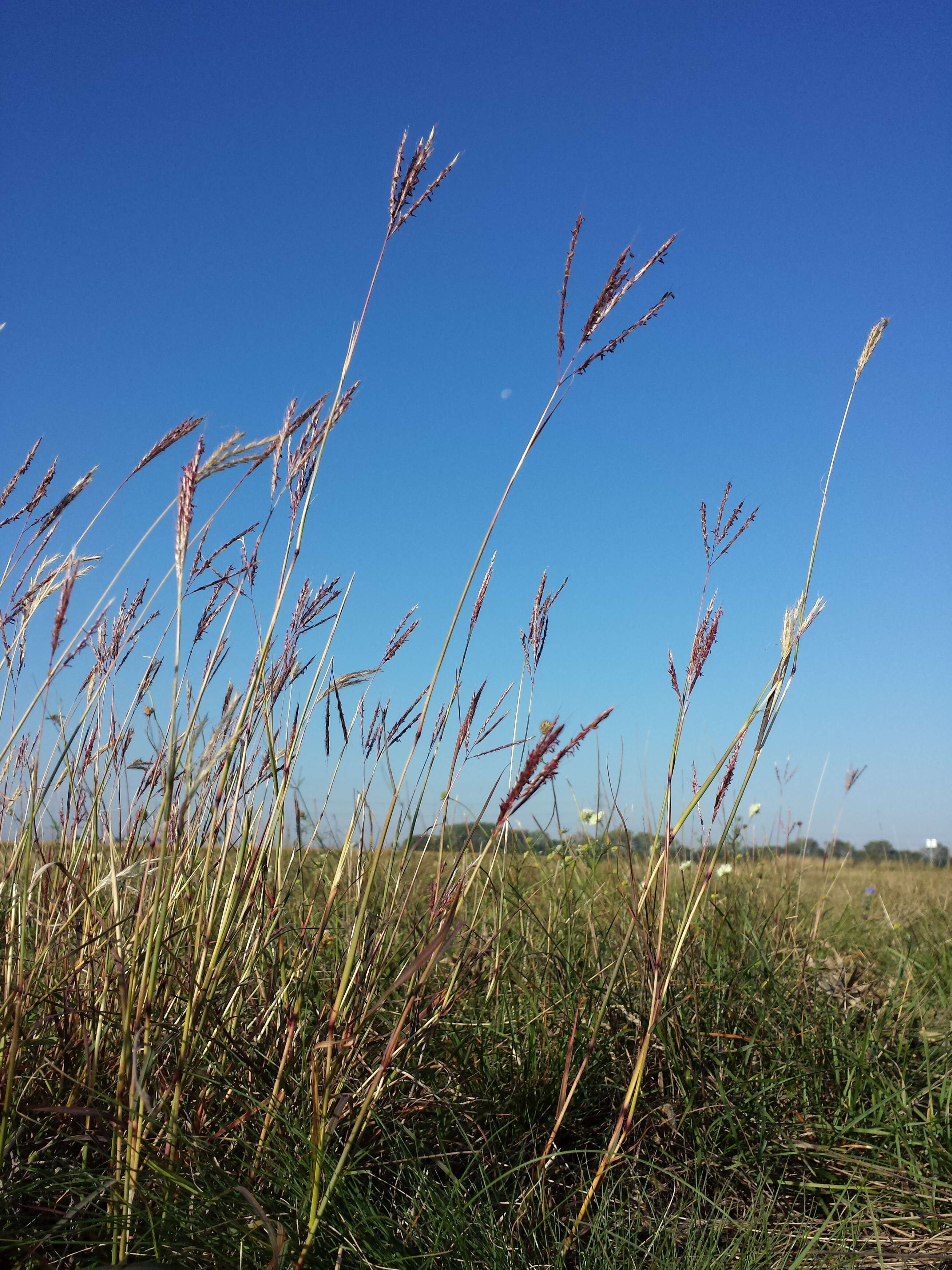 صورة Bothriochloa ischaemum (L.) Keng