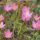 Sivun Centaurium quadrifolium subsp. barrelieri (Dufour) G. López González kuva