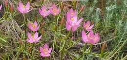 Image of Centaurium quadrifolium subsp. barrelieri (Dufour) G. López González