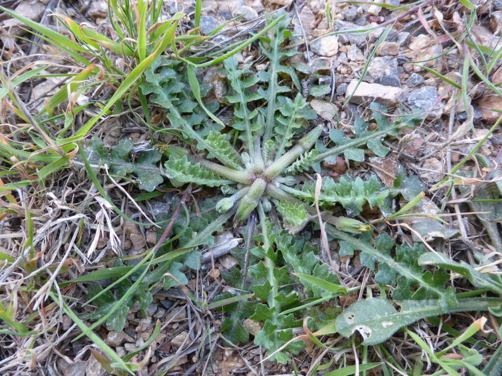 Image of Hyoseris scabra L.