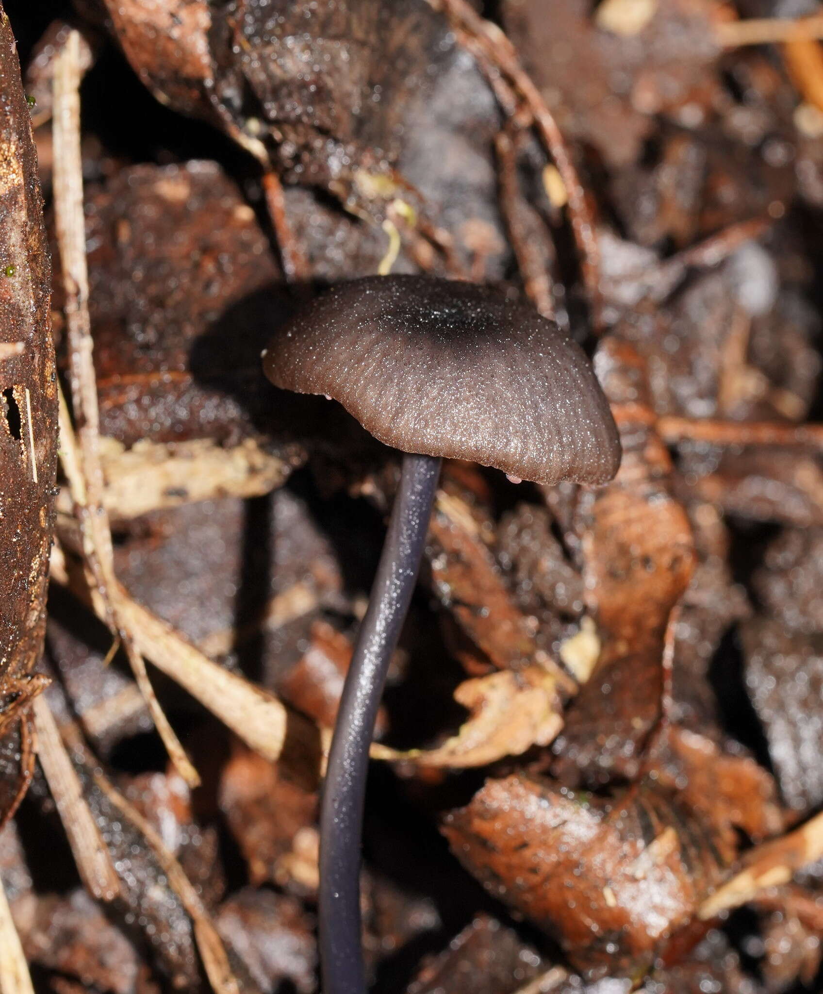 Image of Entoloma albidocoeruleum G. M. Gates & Noordel. 2007