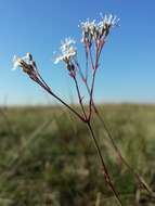 Image de Gypsophila fastigiata L.