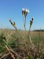 Image de Gypsophila fastigiata L.