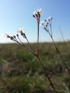 Image of Gypsophila fastigiata L.