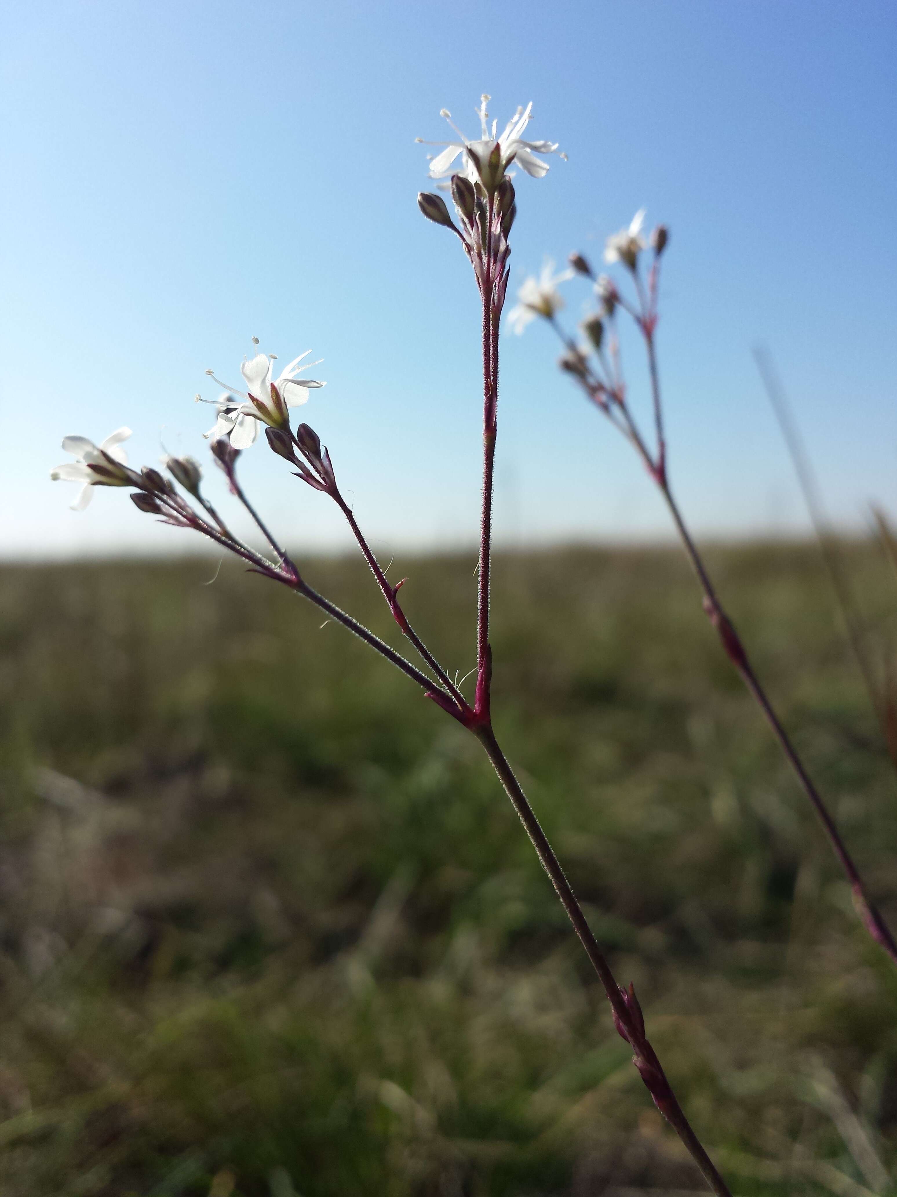 Image de Gypsophila fastigiata L.