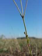 Image de Gypsophila fastigiata L.