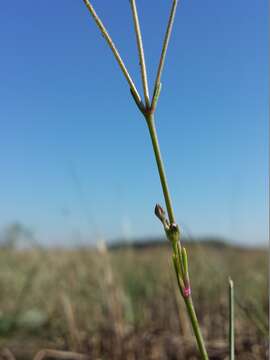 Image of Gypsophila fastigiata L.