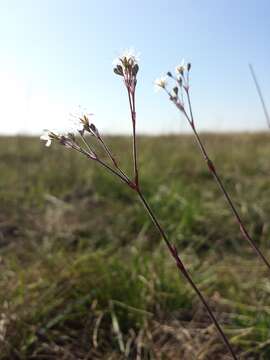 Image de Gypsophila fastigiata L.