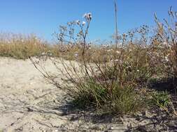 Image de Gypsophila fastigiata L.