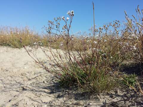 Image of Gypsophila fastigiata L.