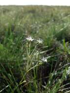 Image de Gypsophila fastigiata L.