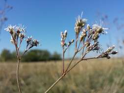 Image de Gypsophila fastigiata L.