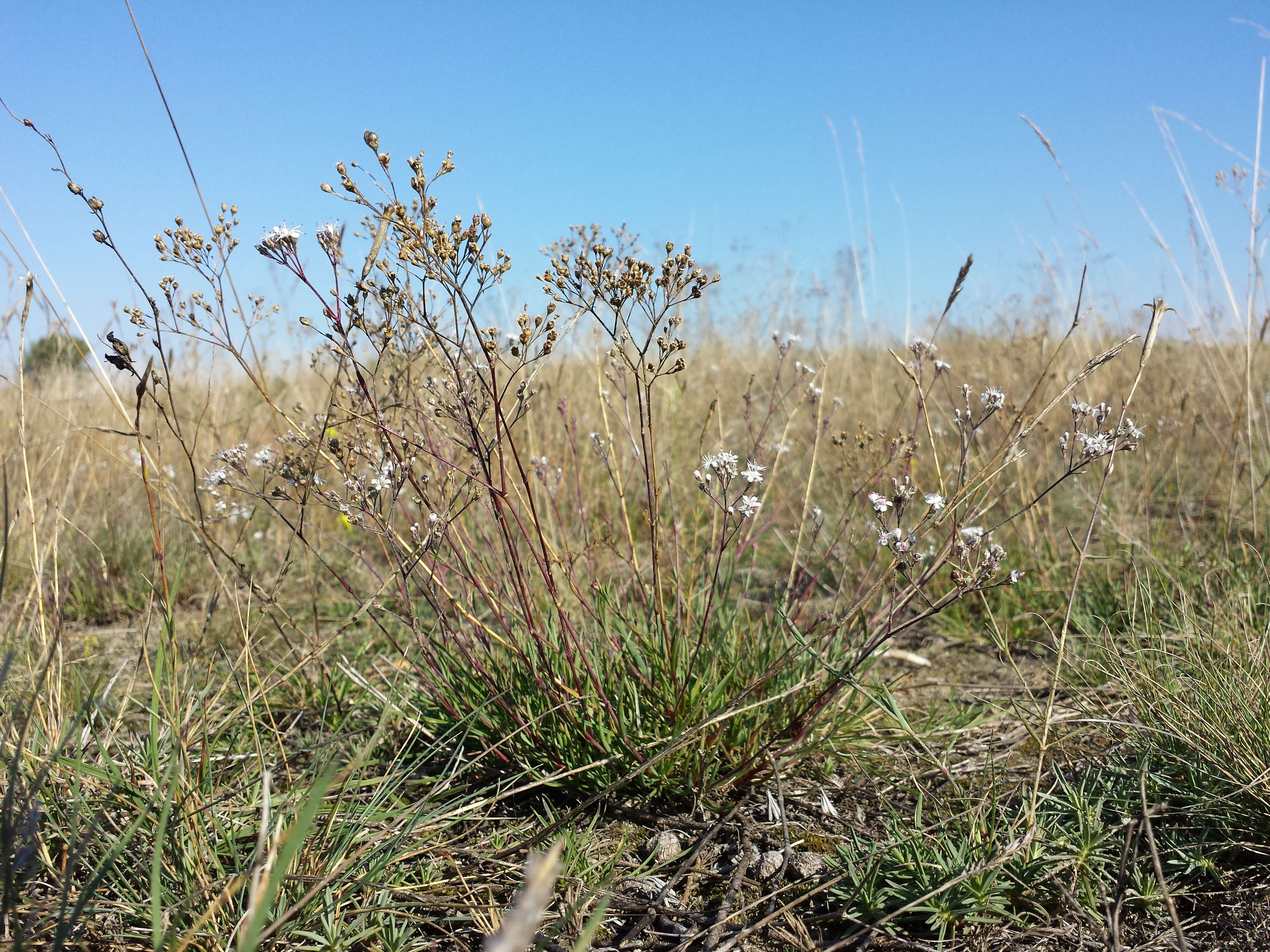 Image de Gypsophila fastigiata L.