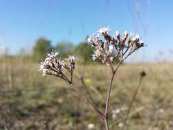 Image de Gypsophila fastigiata L.