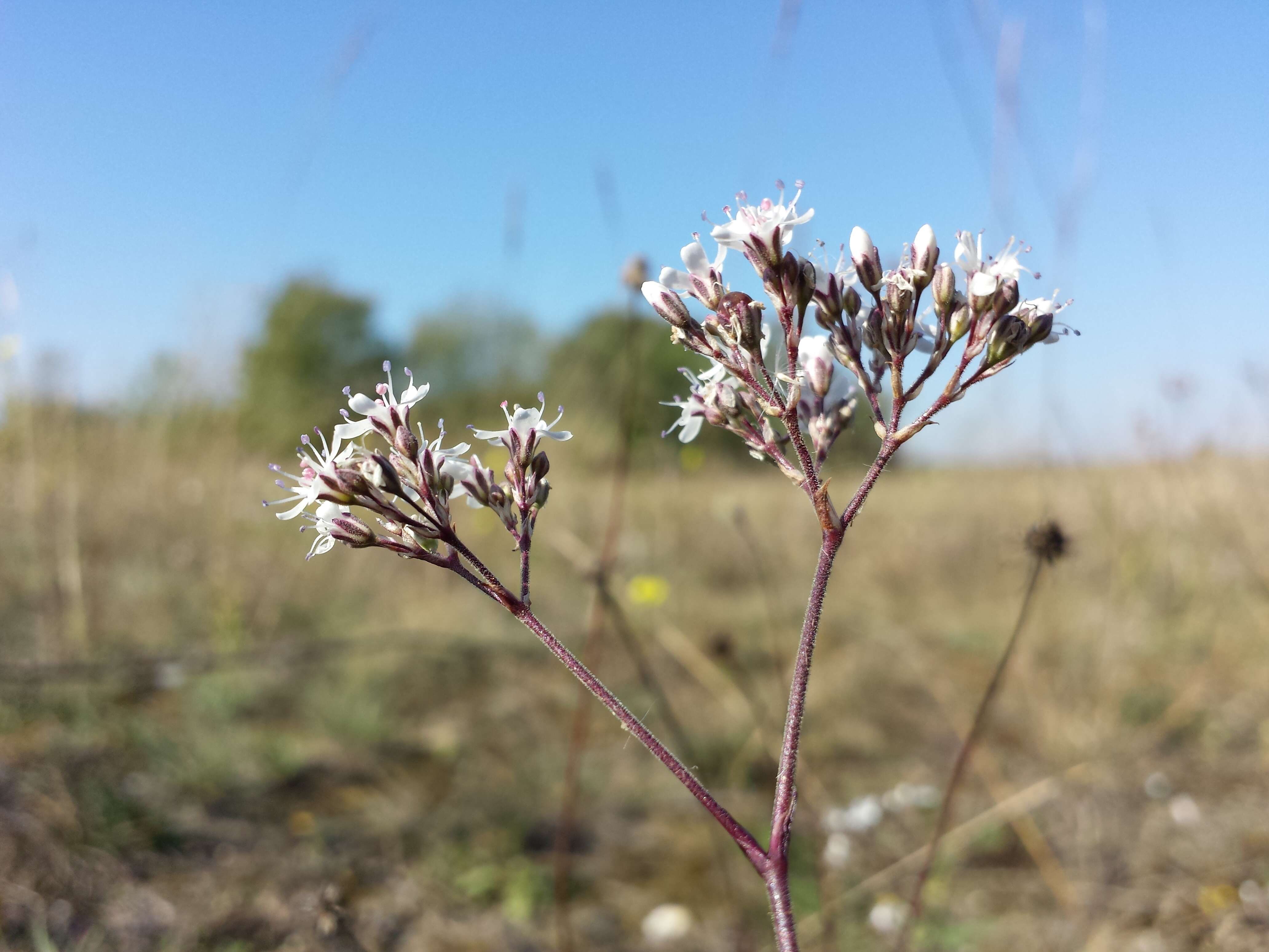 Image de Gypsophila fastigiata L.