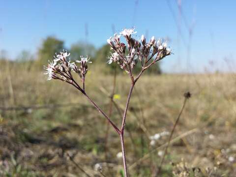 Image of Gypsophila fastigiata L.