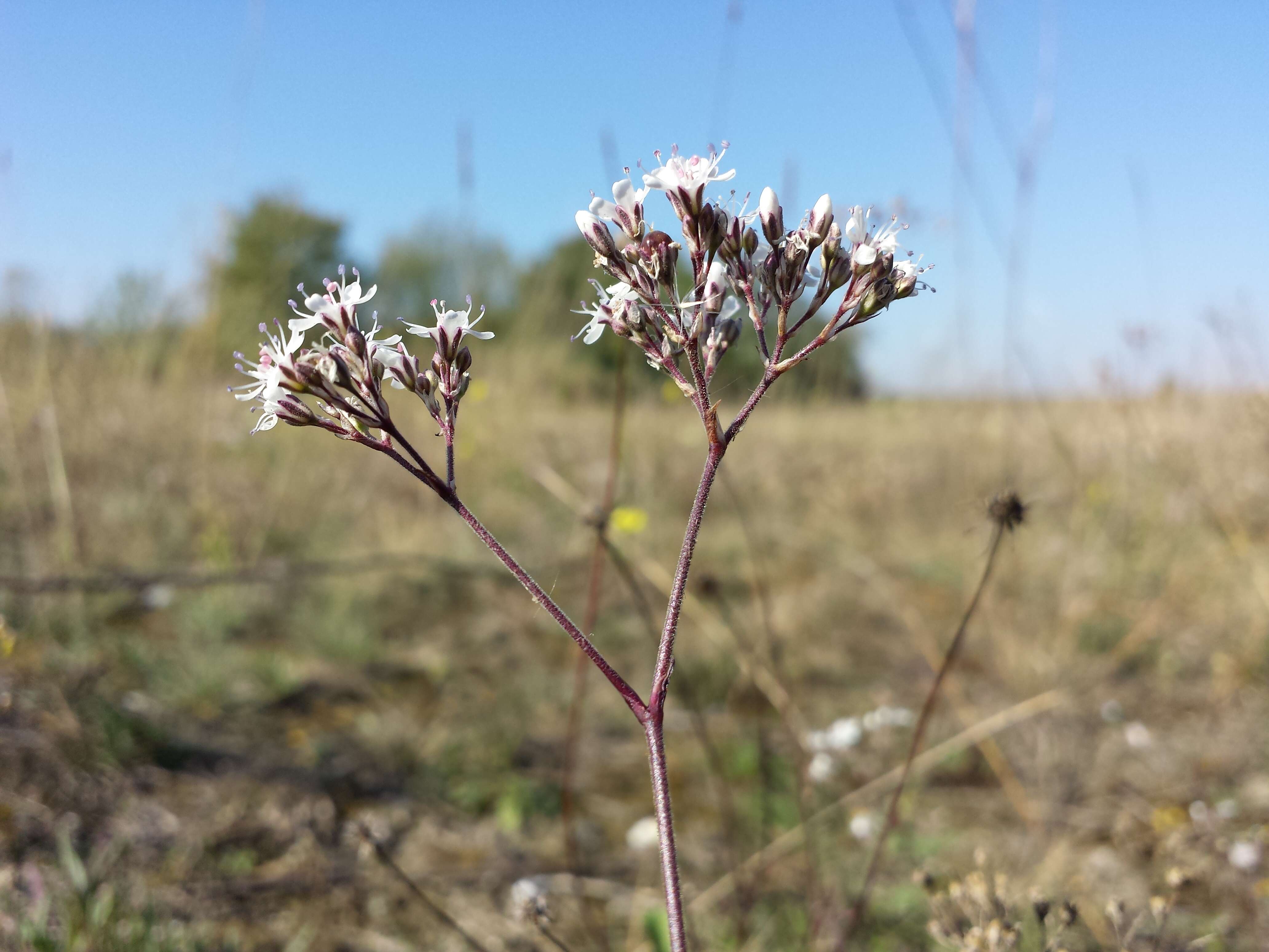 Image de Gypsophila fastigiata L.