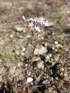 Image de Gypsophila fastigiata L.