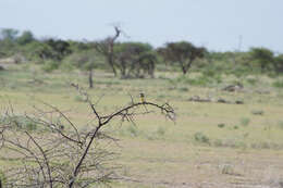 Image of Prinia flavicans flavicans (Vieillot 1821)