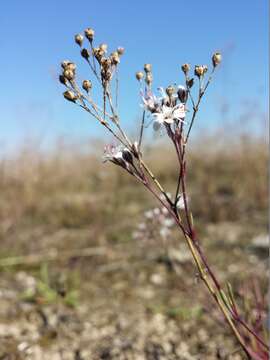 Image of Gypsophila fastigiata L.