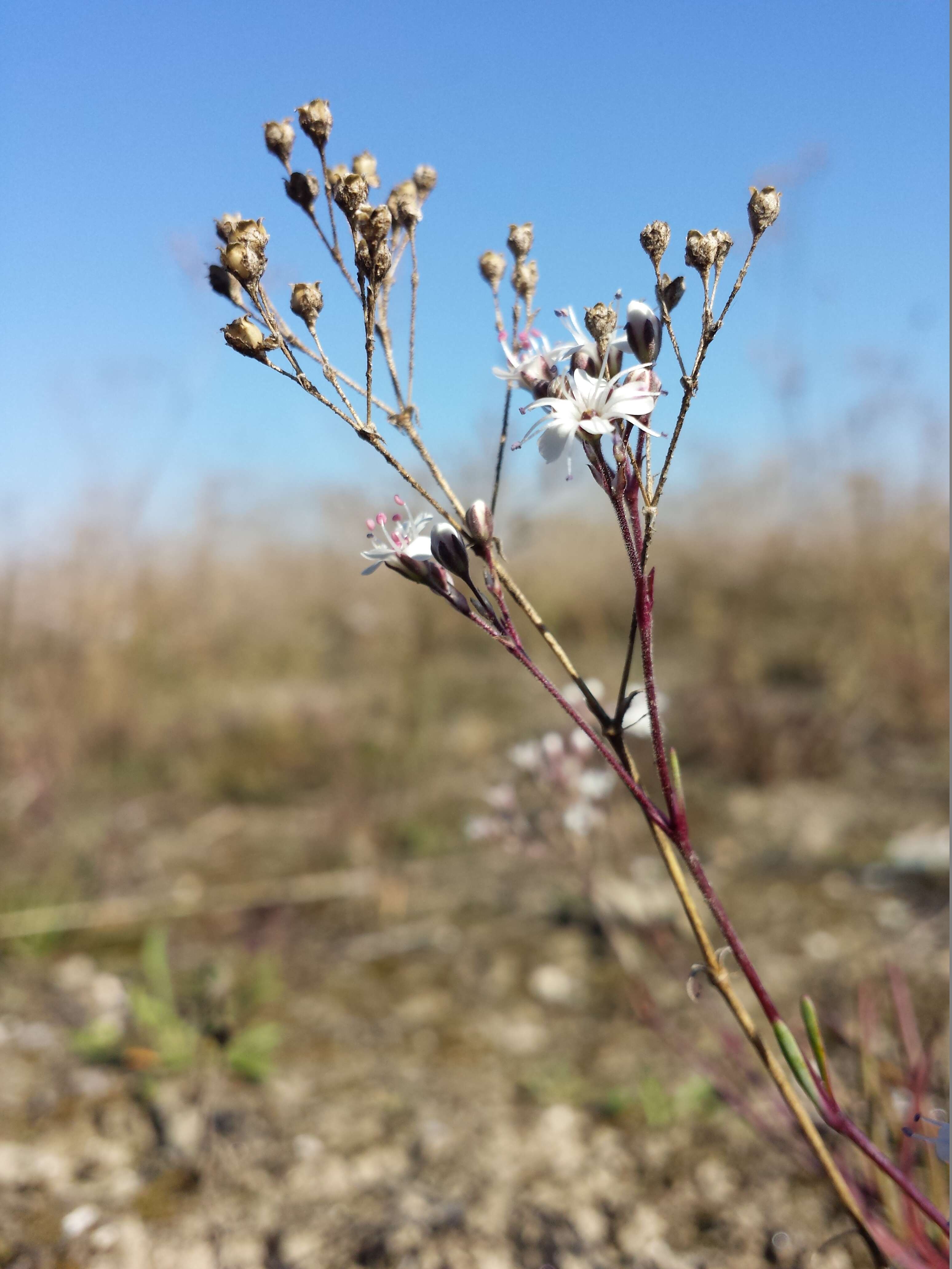 Image de Gypsophila fastigiata L.