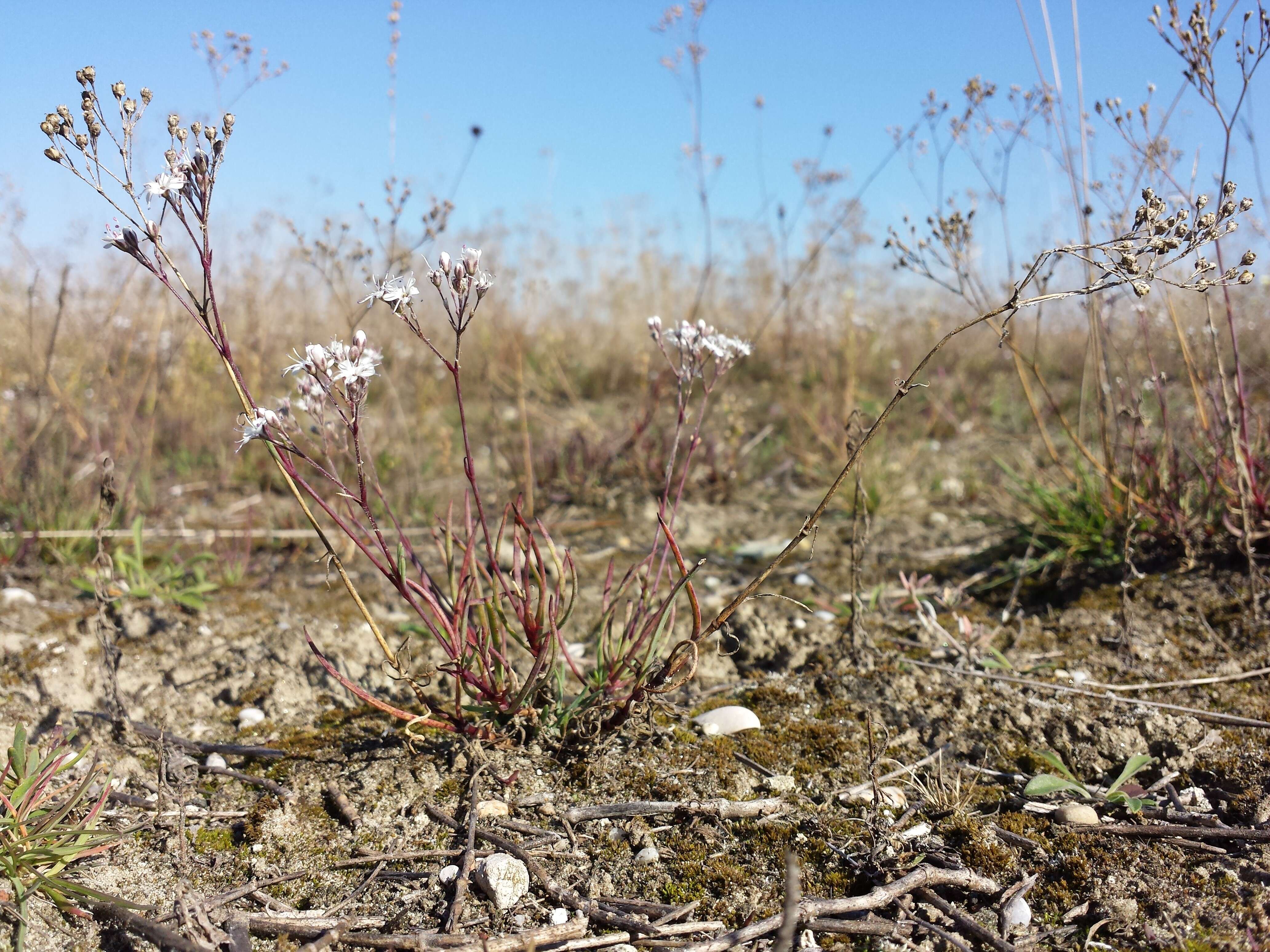 Image de Gypsophila fastigiata L.