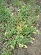 صورة Polemonium foliosissimum var. flavum (Greene) Anway