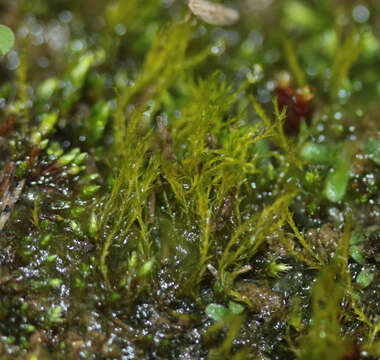 Image of clay earth-moss